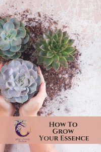 How_to_grow_your_essence