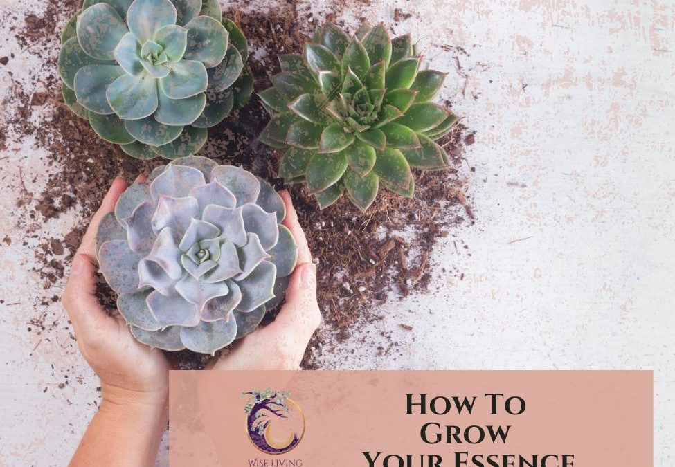 How To Grow Your Essence